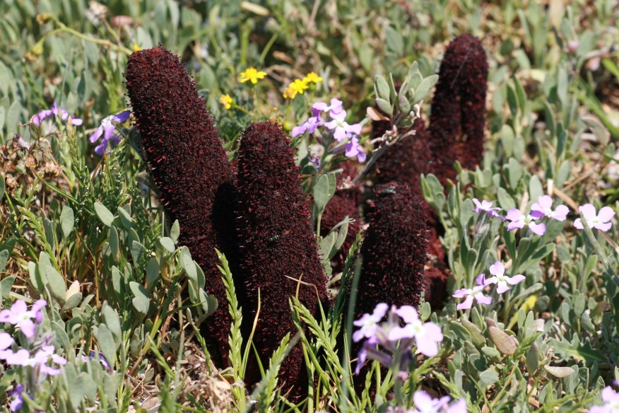 Cynomorium coccineum - fungo di Malta